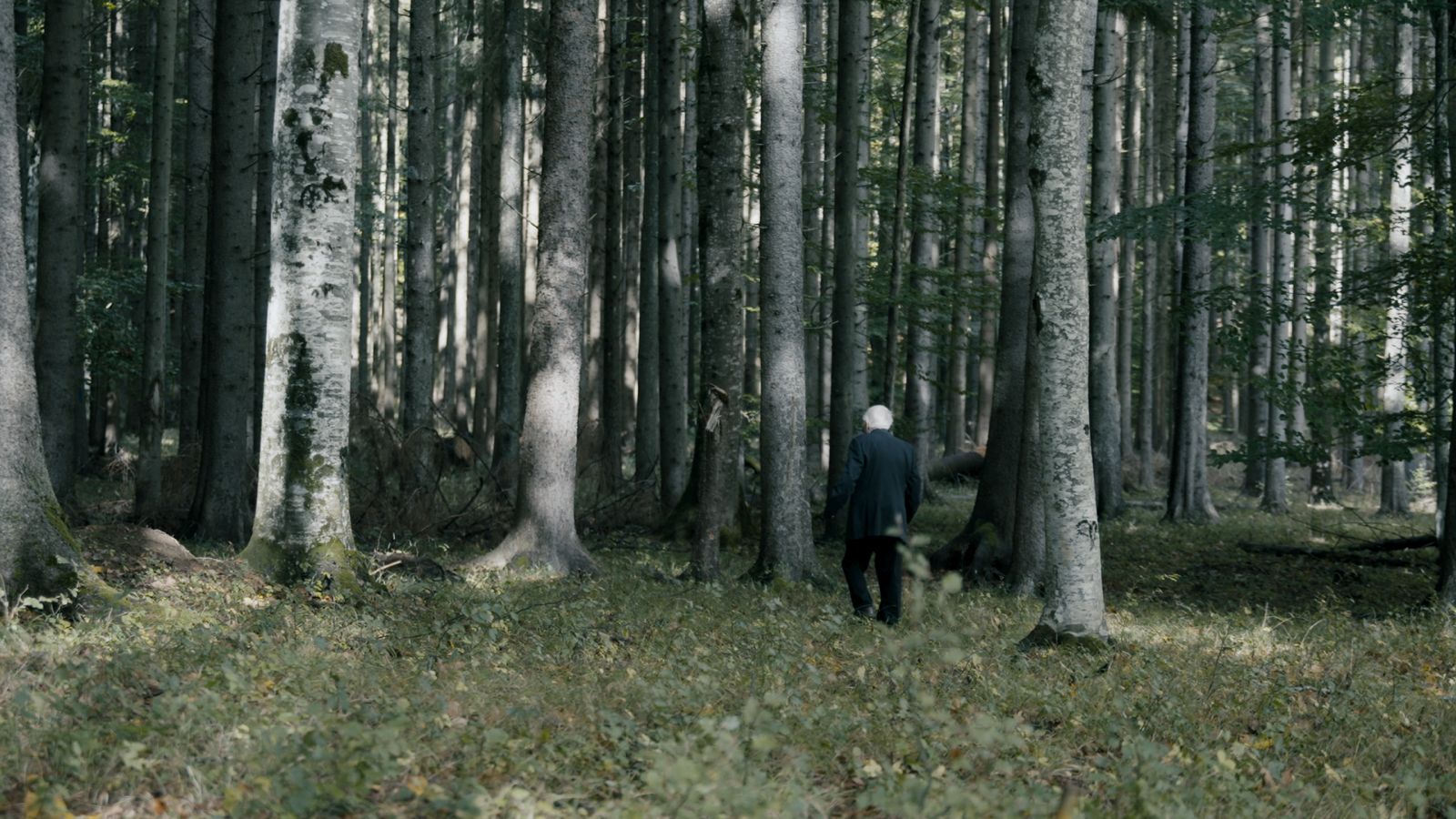 POINT_PADUREA_DE_MOLIZI_FILM